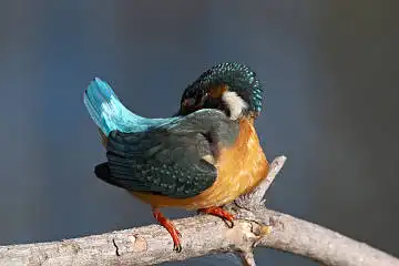 BORG71FLで撮影した野鳥・カワセミの写真画像