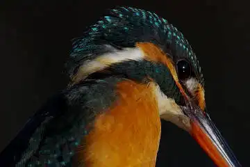 BORG71FLで撮影した野鳥・カワセミの写真画像