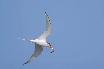 BORG71FLで撮影した野鳥・コアジサシの写真画像