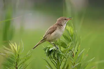 BORG71FLで撮影した野鳥・オオヨシキリの写真画像