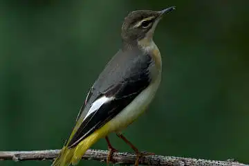 BORG 77EDⅡで撮影した野鳥・キセキレイの写真画像