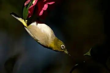 BORG 77EDⅡで撮影した野鳥・メジロの写真画像