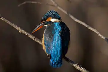 BORG 77EDⅡで撮影した野鳥・カワセミの写真画像