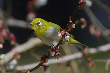 BORG 77EDⅡで撮影した野鳥・メジロの写真画像