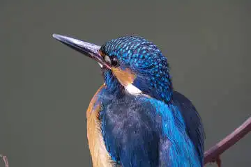 BORG 77EDⅡで撮影した野鳥・カワセミの写真画像