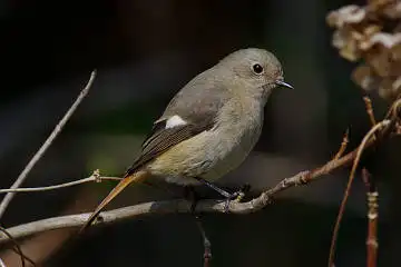 BORG 77EDⅡで撮影した野鳥・ジョウビタキの写真画像