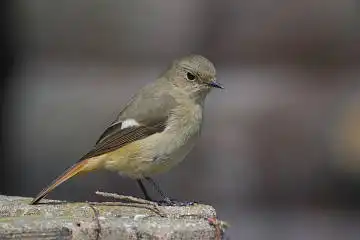 BORG 77EDⅡで撮影した野鳥・ジョウビタキの写真画像