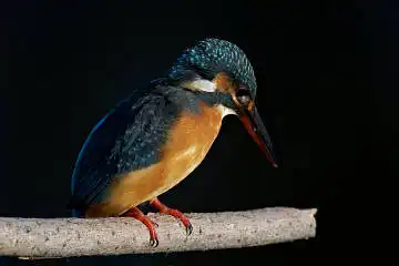 BORG 77EDⅡで撮影した野鳥・カワセミの写真画像