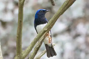 BORG89EDで撮影した野鳥・オオルリの写真画像