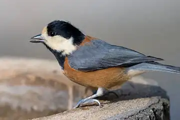 BORG89EDで撮影した野鳥・ヤマガラの写真画像