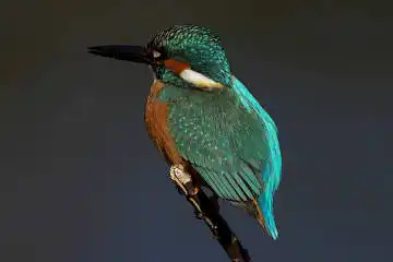 BORG90FLで撮影した野鳥・カワセミの写真画像