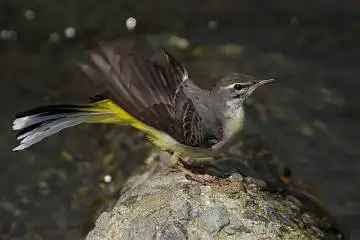 BORG90FLで撮影した野鳥・キセキレイの写真画像