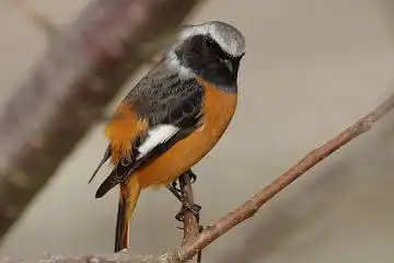 BORG90FLで撮影した野鳥・ジョウビタキの写真画像