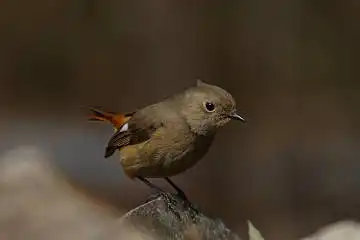 BORG90FLで撮影した野鳥・ジョウビタキの写真画像