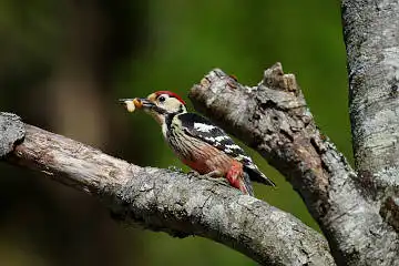 BORG90FLで撮影した野鳥・オオアカゲラの写真画像