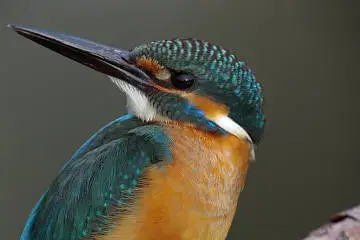野鳥・カワセミの画像
