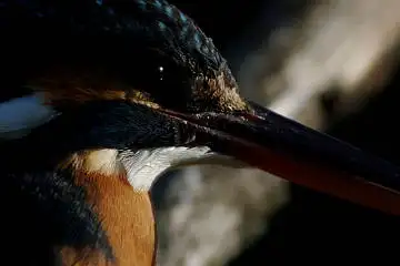 野鳥・カワセミの画像