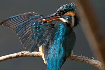 野鳥・カワセミの画像
