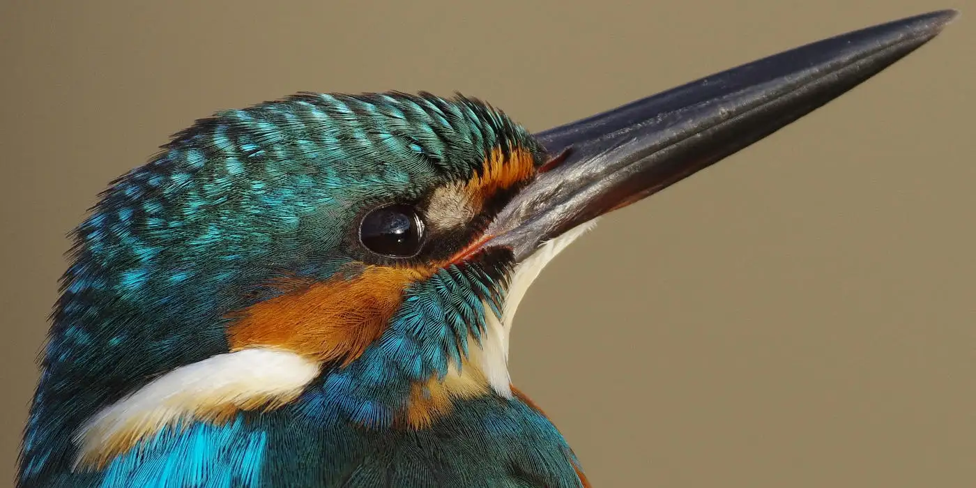 野鳥・カワセミ画像