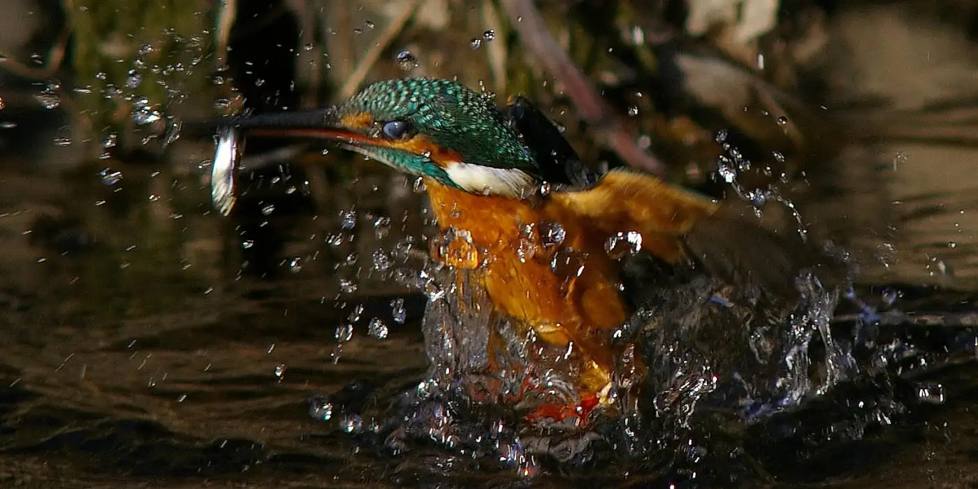 野鳥・カワセミ画像