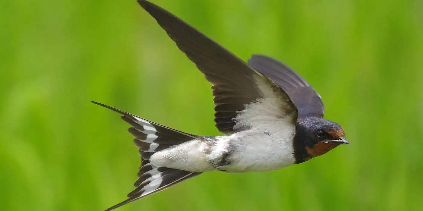 野鳥・ツバメ画像