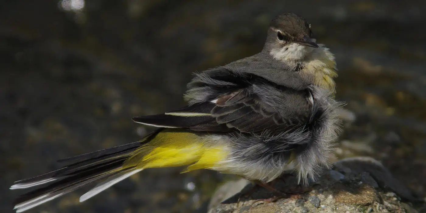 野鳥・キセキレイ画像