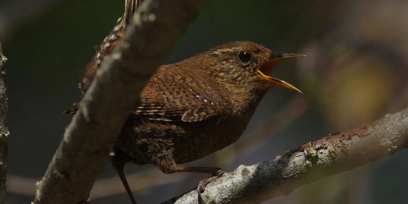 野鳥・ツバメ画像