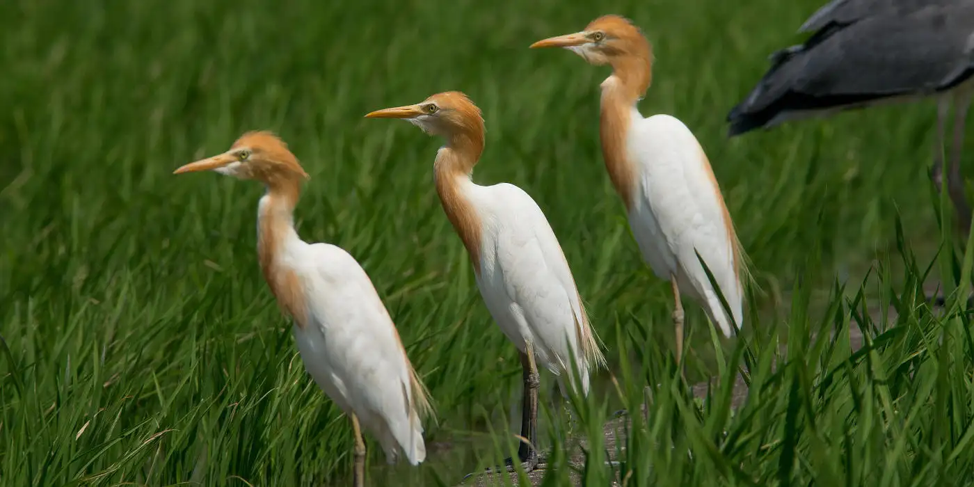 野鳥・アマサギ画像