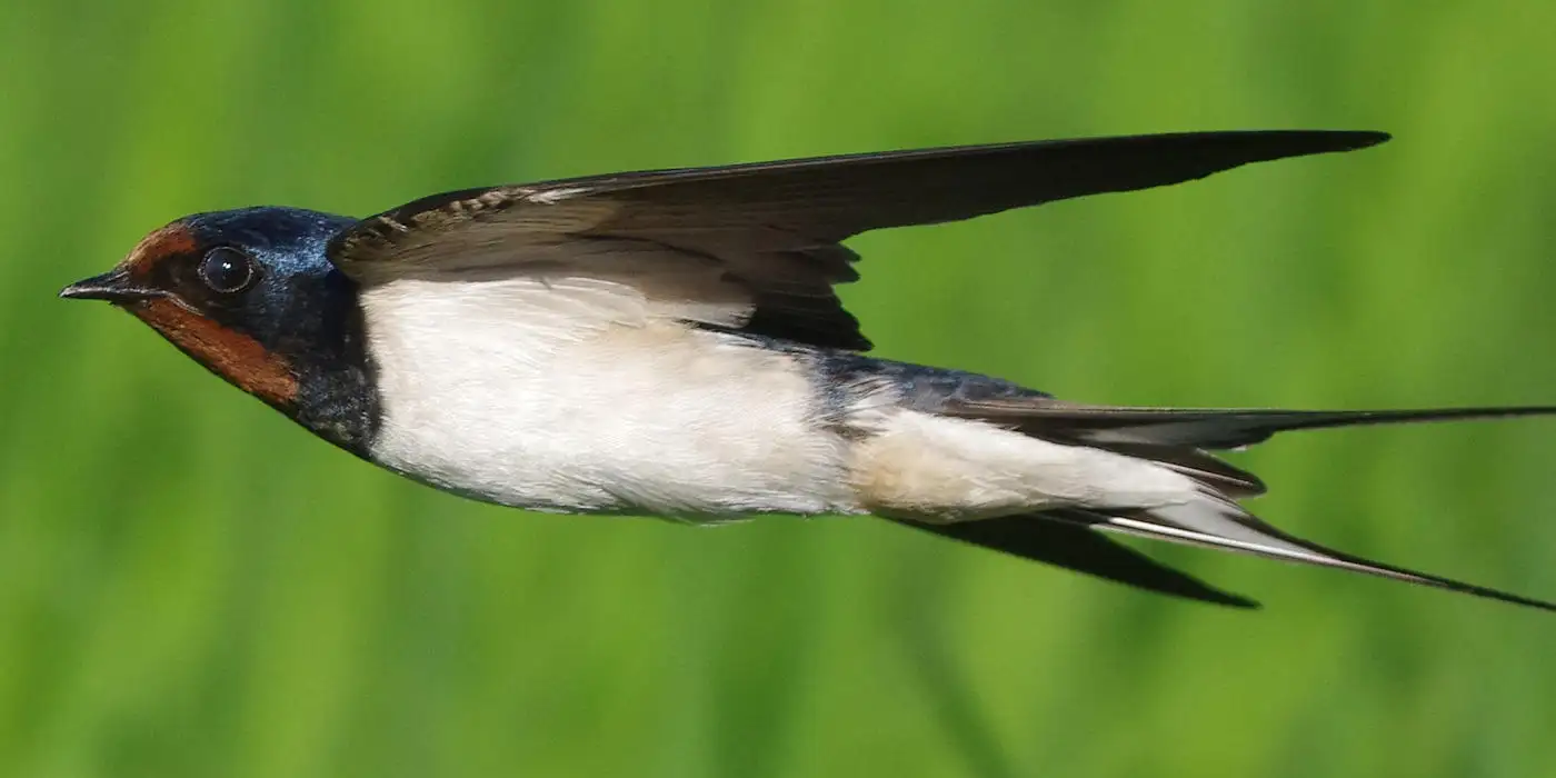 野鳥・ツバメ画像