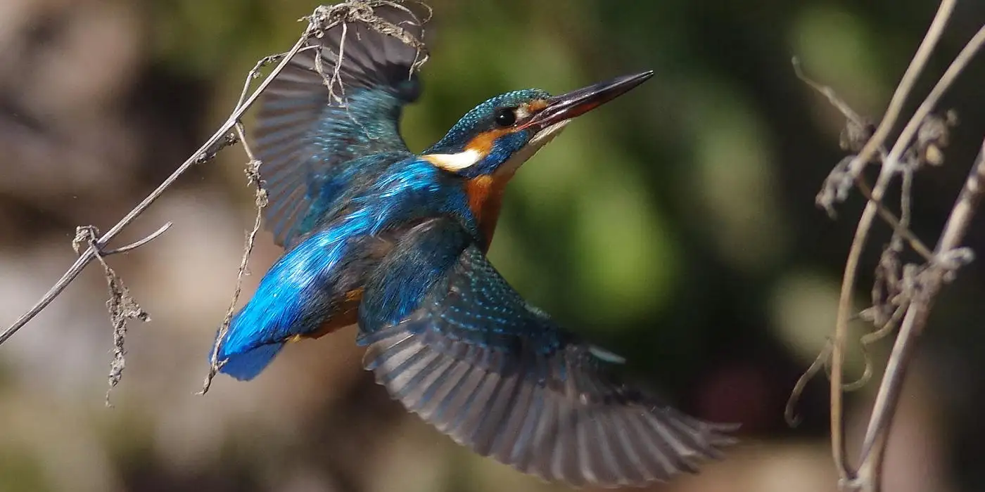 野鳥・カワセミ画像