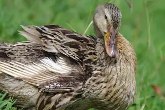 BLANCA-70ED/野鳥写真。