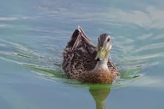 BLANCA-70ED/野鳥写真。