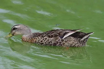 BLANCA-70ED/野鳥写真。