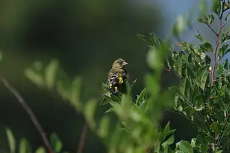 BLANCA-70ED/野鳥写真。
