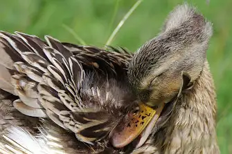 BLANCA-70ED/野鳥写真。