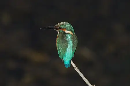 BLANCA-70ED/野鳥カワセミ写真。