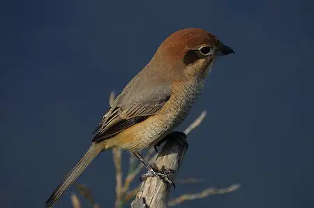 BLANCA-70ED/野鳥モズ写真。