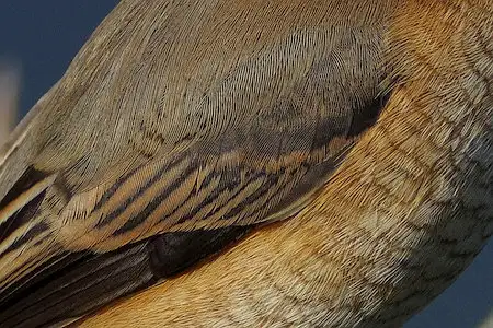 BLANCA-70ED/野鳥モズ写真。