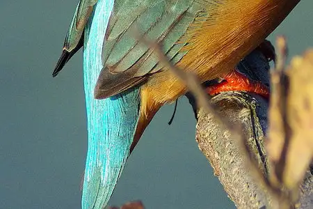 BLANCA-70ED/野鳥カワセミ写真。