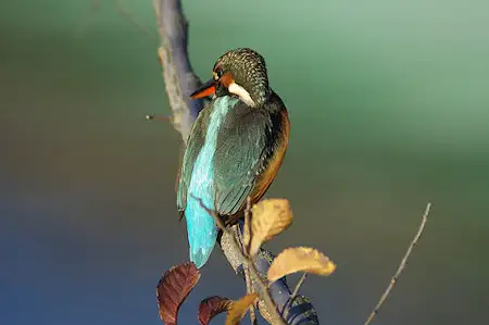 BLANCA-70ED/野鳥カワセミ写真。