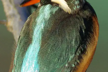 BLANCA-70ED/野鳥カワセミ写真。