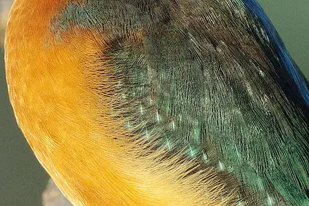 BLANCA-70ED/野鳥カワセミ写真。