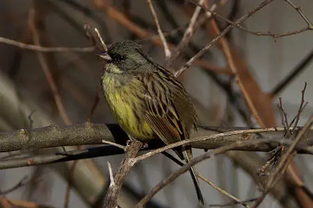BLANCA-70ED/野鳥アオジ写真。