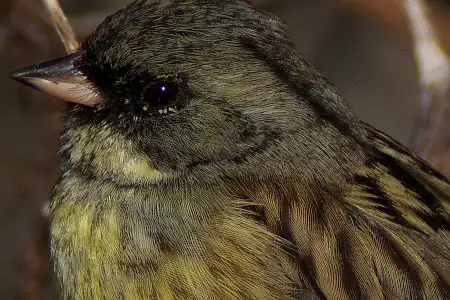 BLANCA-70ED/野鳥アオジ写真。