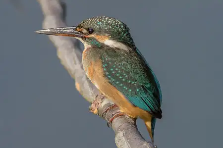 BLANCA-70ED/野鳥カワセミ写真。