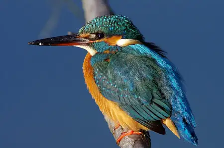 BLANCA-70ED/野鳥カワセミ写真。