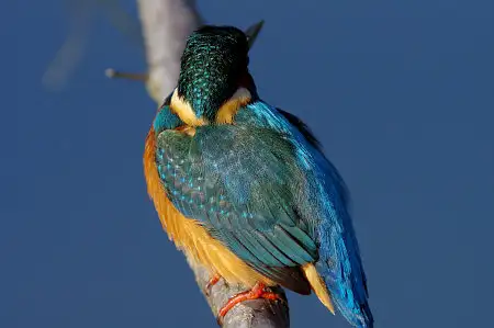 BLANCA-70ED/野鳥カワセミ写真。
