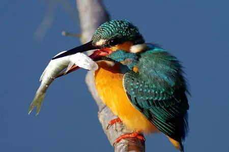 BLANCA-70ED/野鳥カワセミ写真。