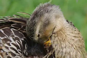 BLANCA-70ED/野鳥写真