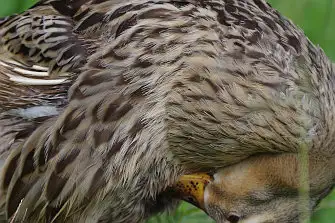 BLANCA-70ED/野鳥写真